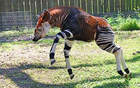 2.) Okapi: This faux-zebra mammal is native to the Democratic Republic of the Congo in Central Africa. Even though it looks like a zebra, its actually closely related to the giraffe.