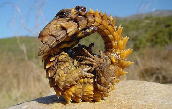 3.) Thorny Dragon: This small lizard is covered in camouflaging shades of desert brown so it can hide more easily in the sand. It also has a false head that it uses to distract predators.