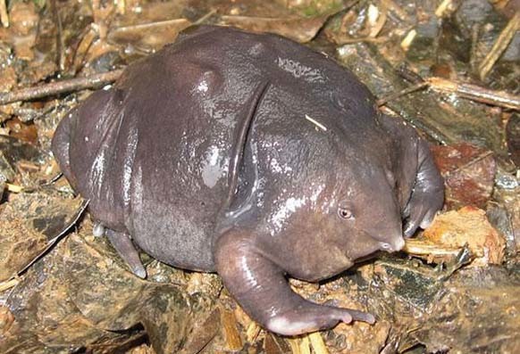5.) Indian Purple Frog: This gross-looking species of frog only spends two weeks out of the year on the surface of the Earth (which is probably why it looks the way it does).