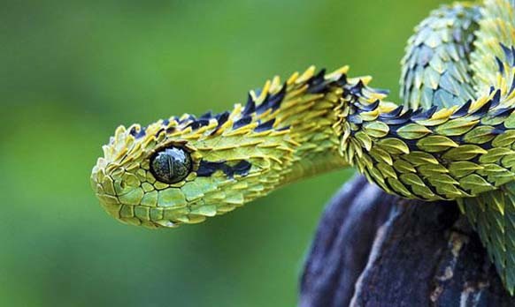 7.) The Bush Viper: This predator lives high up in the trees of tropical forests in Africa. It does most of its hunting at night. It may look adorable, but its deadly.