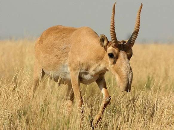 8.) The Saiga Antelope: This saiga may look like a science experiment gone wrong, but its actually an antelope found on the Eurasian steppe. Its known for its over-sized, flexible nose structure, the proboscis.