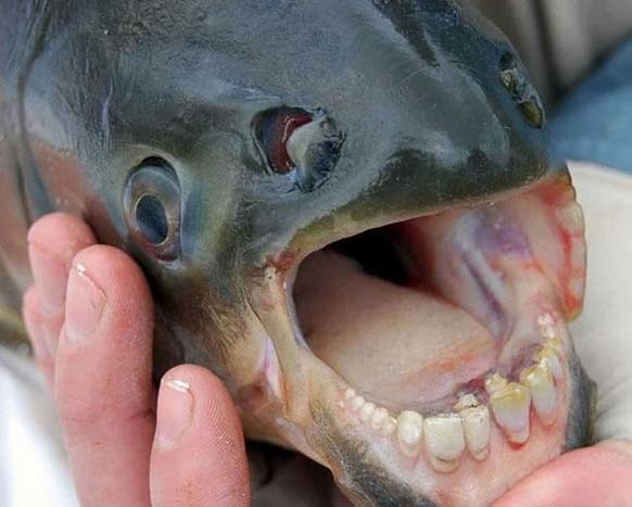 10.) The Pacu Fish: This living nightmare is found in Papua New Guinea. Locals call this fish a ball cutter. Good luck sleeping tonight.
