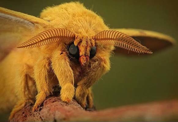 11.) Venezuelan Poodle Moth: Yes, bugs can be adorable. This one was found in Venezuela in 2009, a new species. Scientists dont know that much about the poodle moth, but they are learning more every day.