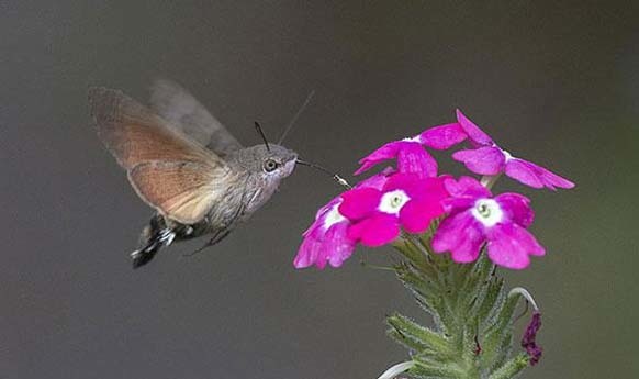 12.) Hummingbird Hawk-Moth: This hawk-moth (possibly the worlds smallest superhero) feeds on flowers and makes a sound similar to that of a hummingbirds. If you saw it fly by, you might even mistake it for one.