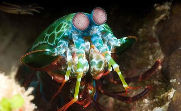 13.) Mantis Shrimp: There are several species of mantis shrimp, but the rainbow variety is visually stunning. Theyre also called sea locusts, prawn killers and even thumb splitters. This is a powerful predator located in tropical and sub-tropical waters, killing its prey with its powerful claws.