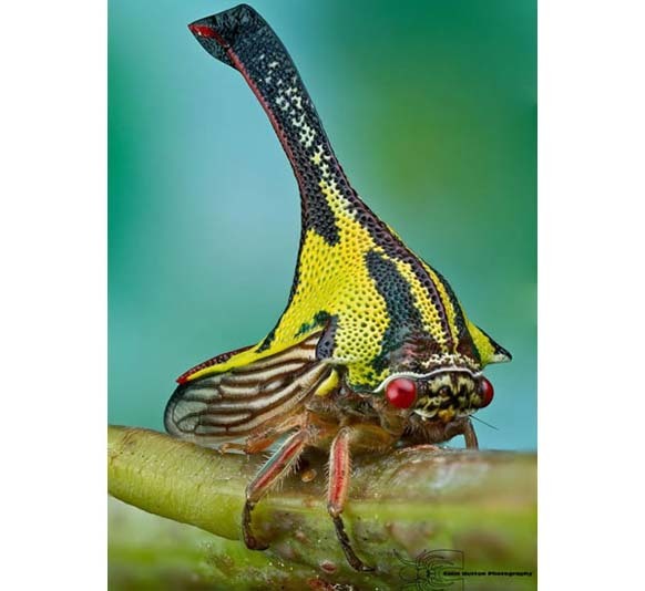 14.) Umbonia Spinosa: These colorful thorn bugs are related to cicadas. They use their beaks to pierce plant stems to feed upon their sap. No one is really sure why they look the way they do, but its most likely a form of camouflage.