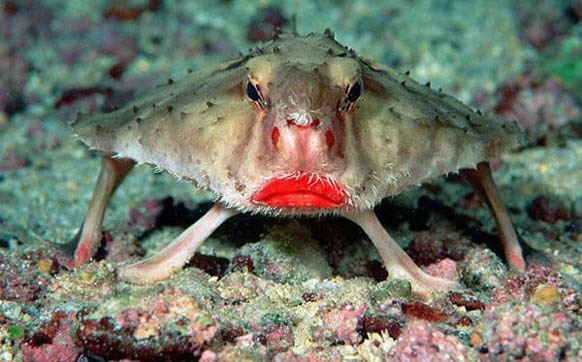 18.) Red-lipped Batfish: This creature is found on the Galapagos Islands. Its not good at swimming, so it uses its fins to walk across the ocean floor while looking fabulous.