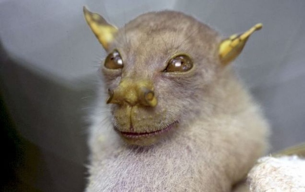 Nyctimene Tube-Nosed Fruit Bat