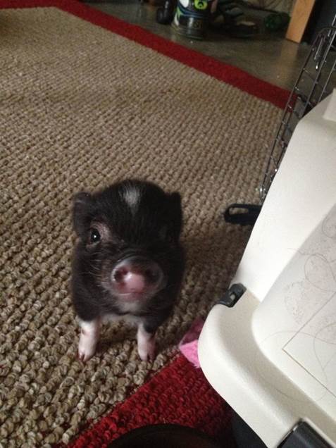 THIS is a teacup pig. Feel free to say "awwwww," though be careful, since other breeds of pigs can look similar when they're young, but only teacup pigs stay tiny.