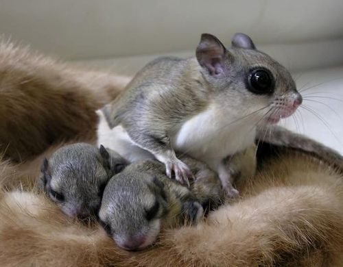 A Japanese dwarf flying squirrel is perhaps our tiniest nocturnal friend on the list. This late-night diva is pictured with her even tinier babies!