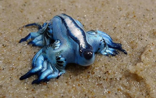 21 More Weird Animals You Never Knew Existed 8