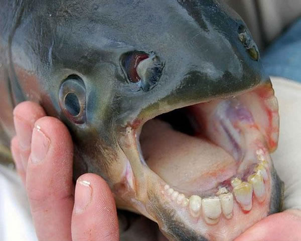 21 More Weird Animals You Never Knew Existed 12
