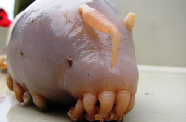 21 More Weird Animals You Never Knew Existed 22