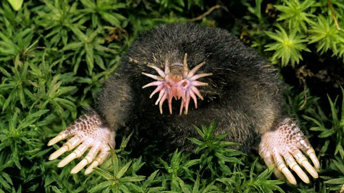 #2. Star-nosed Mole