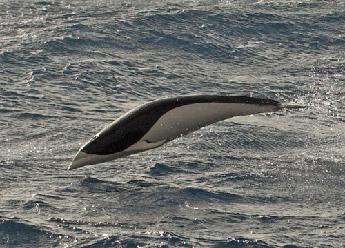 #3. Southern Right Whale Dolphin