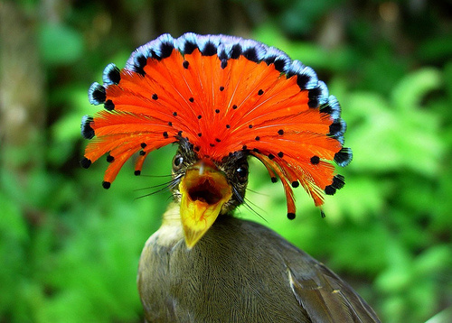 #10. Amazonian Royal Flycatcher
