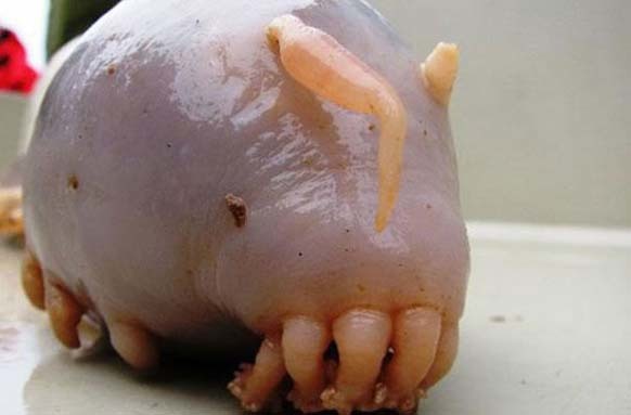 1.) Sea Pig: Scotoplanes live on deep ocean bottoms, specifically on the abyssal plain in the Atlantic, Pacific and Indian Ocean. They are deposit feeders and extract their food from deep sea mud.
