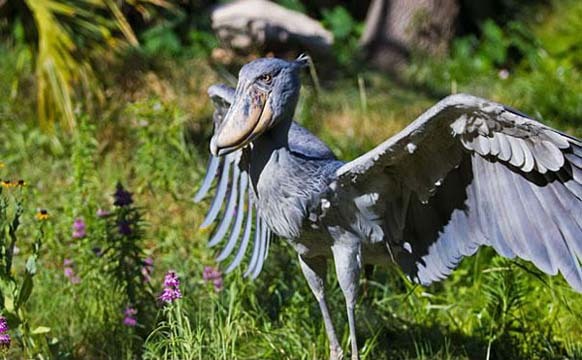 4.) Shoebill: This large bird is called a shoebill because of its beak. Even though it was already known to ancient Egyptians and Arabs, the bird was only classified in the 19th century.