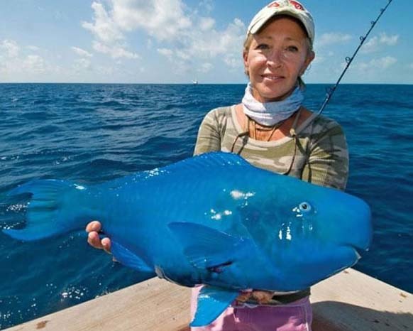 6.) The Blue Parrotfish: Found in the Atlantic Ocean, this bright blue fish spends 80% of its time searching for food.