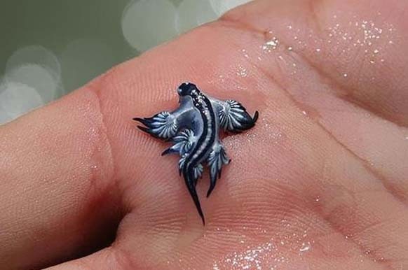 9.) Glaucus Atlanticus: This adorable little guy is also known as the blue dragon. It is a species of blue sea slug, found in warm ocean waters. It can also glide on the surface of the water, thanks to a gas-filled sac in its stomach.
