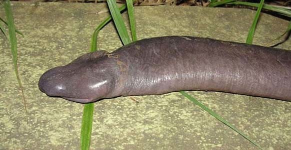 15.) Atretochoana Eiselti (a.k.a., the Penis Snake): This suggestive-looking, eyeless animal is actually called Atretochoana eiselti. It is a large, presumably aquatic, caecilian amphibian with a broad, flat head and a fleshy dorsal fin on the body.