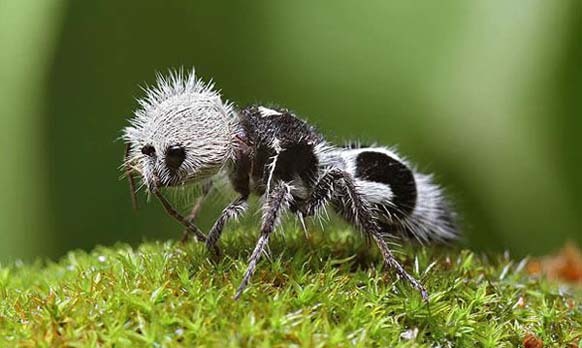 16.) The Panda Ant: This bug, a Mutillidae, is part of a family of more than 3,000 species of wasps (despite the names). These wasps have wingless females that resemble large, hairy ants. Panda Ants are found in Chile, they are known for their extremely painful stings, hence the common name cow killer or cow ant.