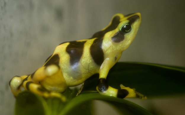 Costa Rican Variable Harlequin Toad