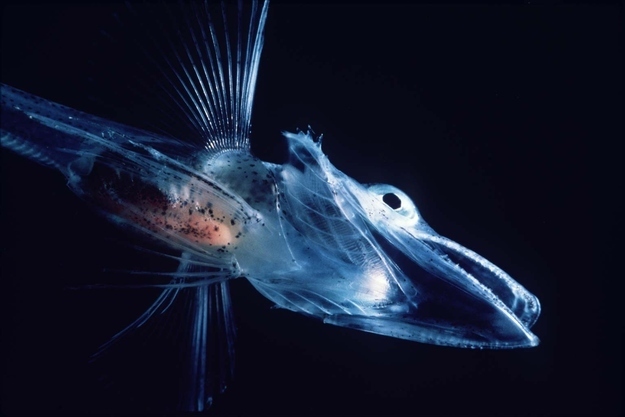 Antarctic Icefish