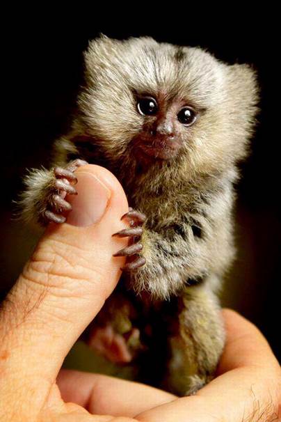 This adorable little gremlin is called a pygmy marmoset. He's the smallest primate in the world, and he likes to hang out on human hands. (Lucky us!)