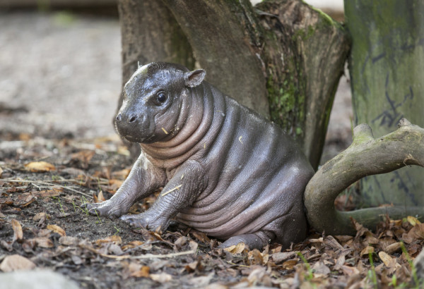 This is a baby pygmy hippo, so he will get a little bigger but not by much! Sadly, there are only 3,000 left in the wild.