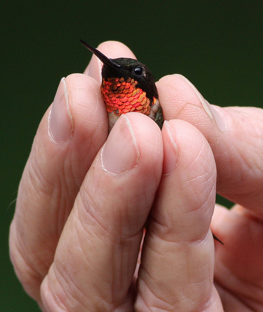 This ruby throated hummingbird is as majestic as it is adorable. Her wings can rotate nearly 180 degrees allowing her to fly in any direction.