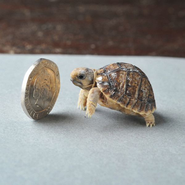 This tiny turtle is rich!
