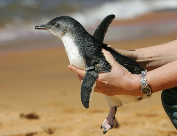 This itty-bitty fairy penguin was stolen, but eventually returned to a zoo in Queensland, Australia. 