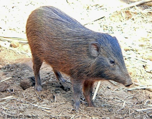 Is it wrong to feature both teacup pigs and pygmy hogs? Then we don't want to be right!