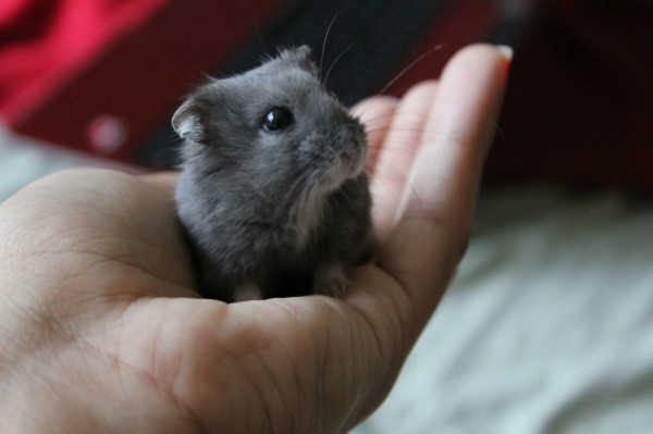 Tiny versions of already tiny animals like this dwarf hamster are even cuter! Some of the first dwarf hamsters were found in Mongolia of all places!