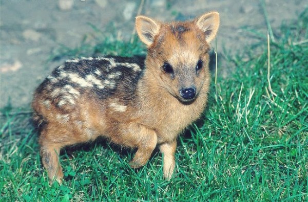 The pudu is a rare and tiny deer, and will only grow to be about 18 inches tall - MAX. These cuties inhabit Chile, and I might make a trip just to meet one.