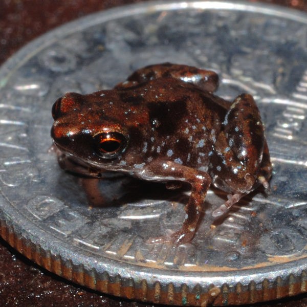 The paedophryne amauensis is the smallest vertebrate in the world.
