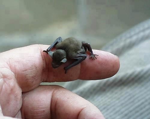 The bumble bee bat could (possibly) turn into the cutest vampire...if you believe in that sort of thing.